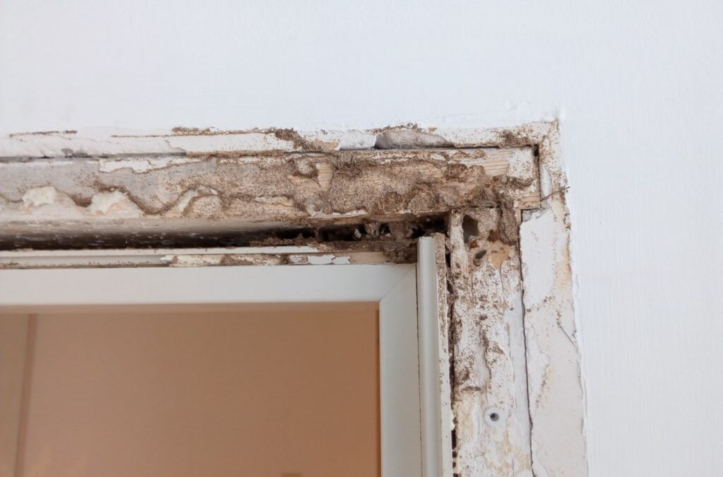 COMO DETECTAR SI TENGO UN PROBLEMA DE TERMITAS EN EL HOGAR
